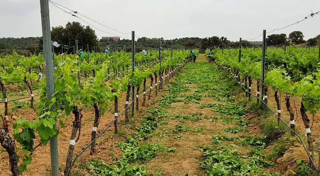 Poda o esporga en verd a les vinyes | Celler Costers del Sió