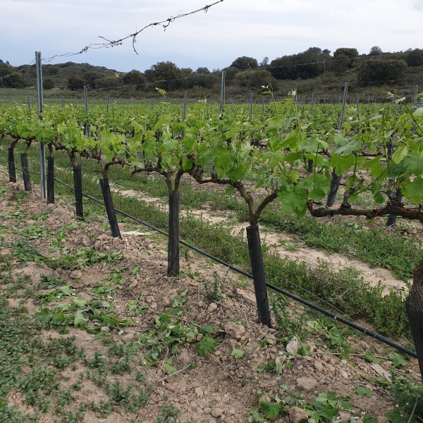 Green pruning of the vines Viña del Pantano