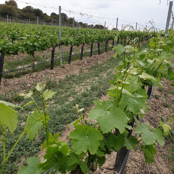 Green pruning of the vines Viña del Pantano