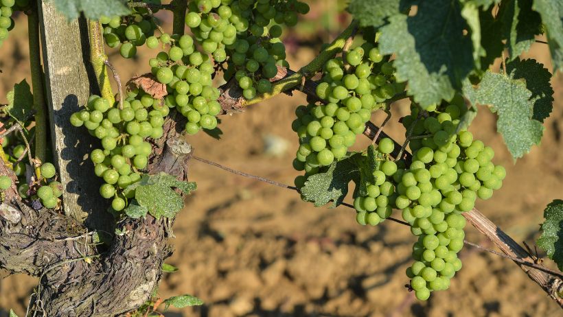 Uvas antes del envero  | Bodegas Costers del Sió