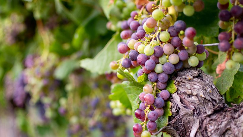 Envero de la vid | Bodegas Costers del Sió