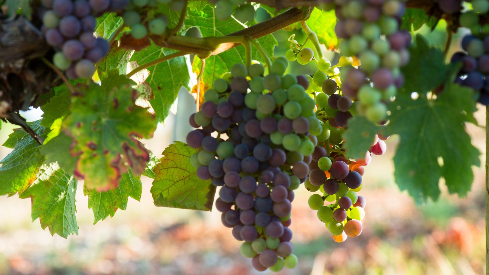 Veraison at Costers del Sió Winery