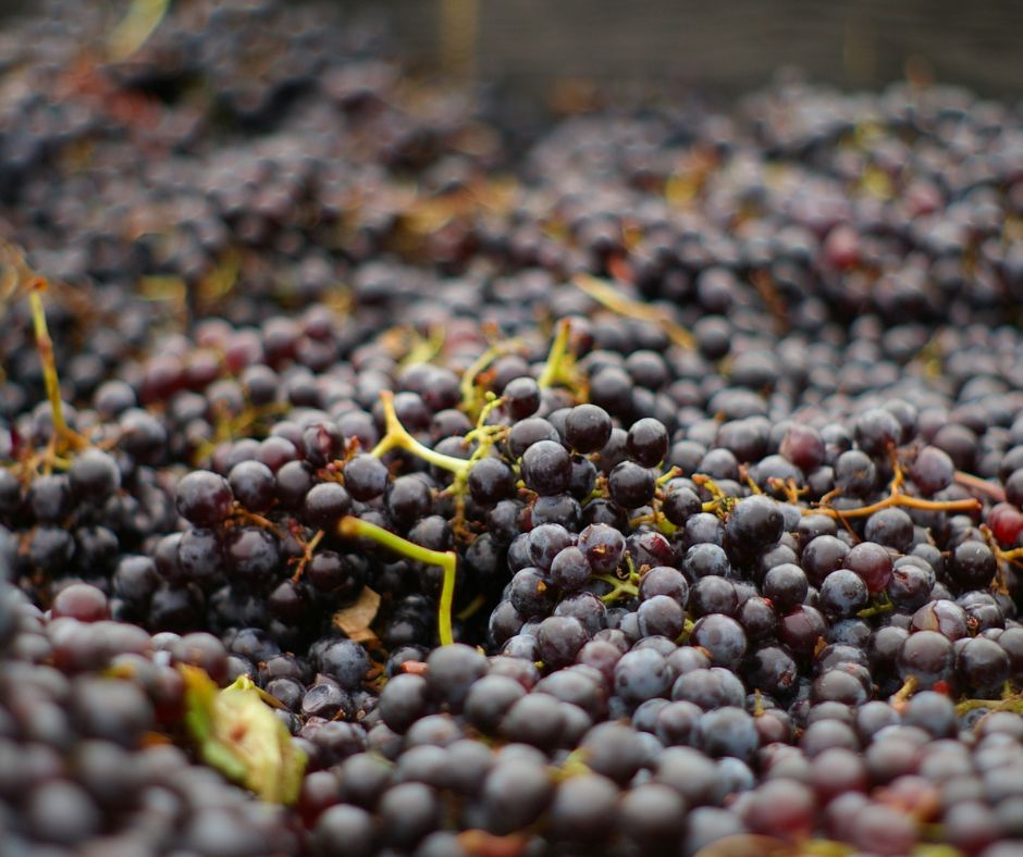 Uvas Merlot entrando a bodega  | Bodegas Costers del Sió | DO Costers del Segre