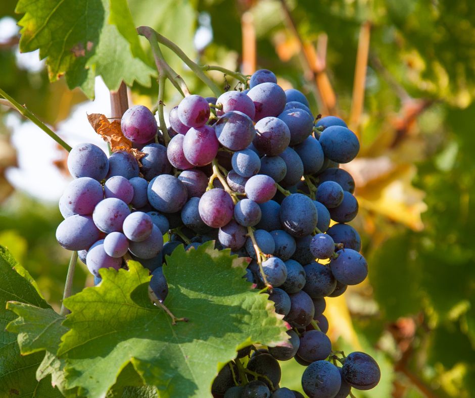 Merlot grape | Costers del Sió Winery | DO Costers del Segre