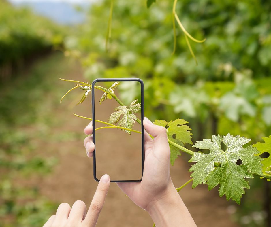 Concurso fotográfico Bodegas Costers del Sió