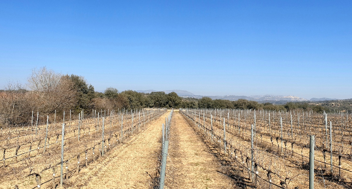 Espalier vines