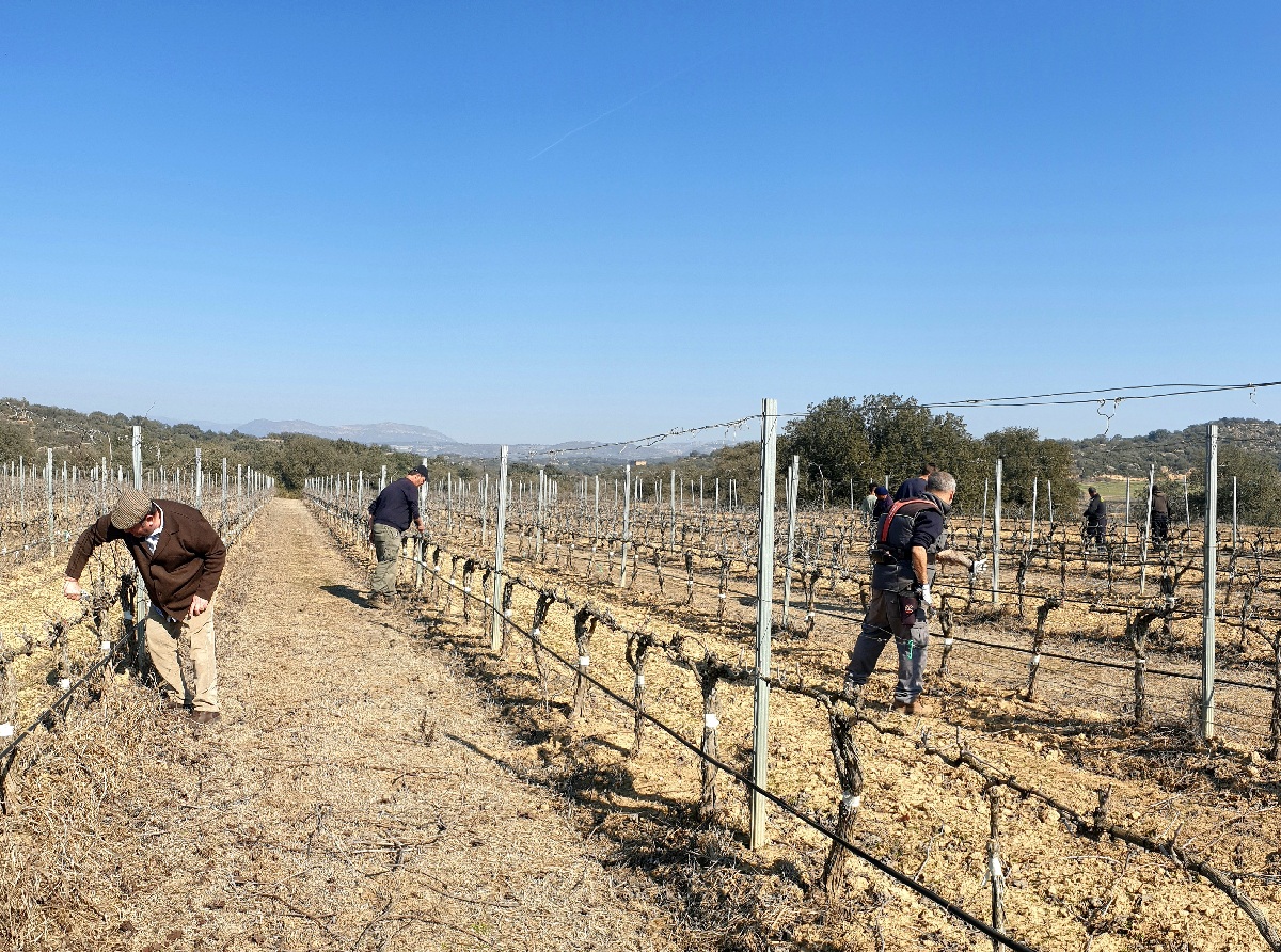 Vine trellis pruning Cordón Royat | Costers del Sió Winery