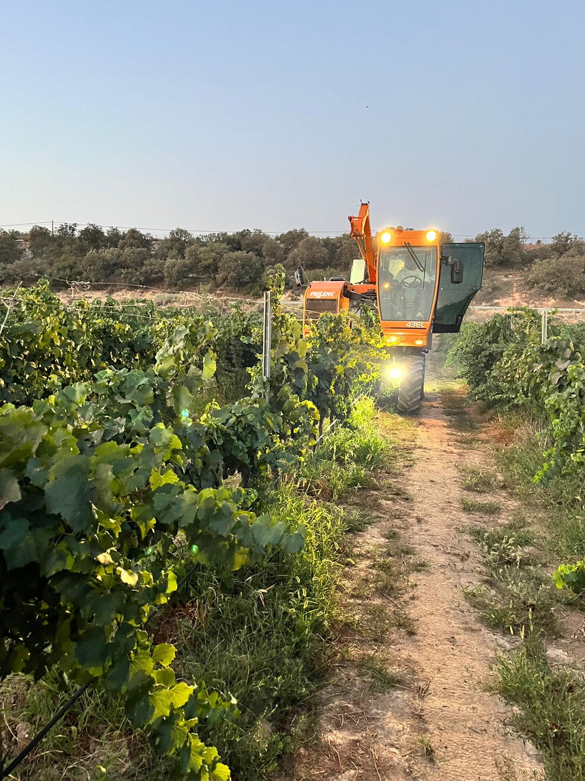 Verema 2023 | Celler Costers del Sió | DO Costers del Segre