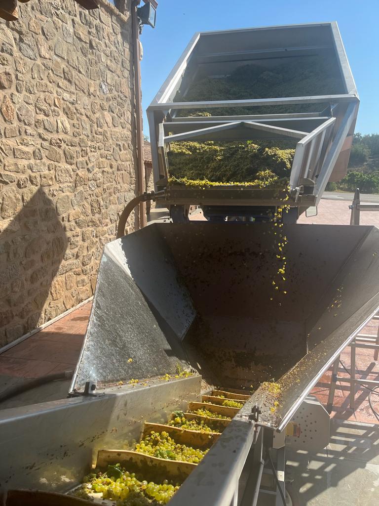 Grape selection upon arrival at the winery | Costers del Sió