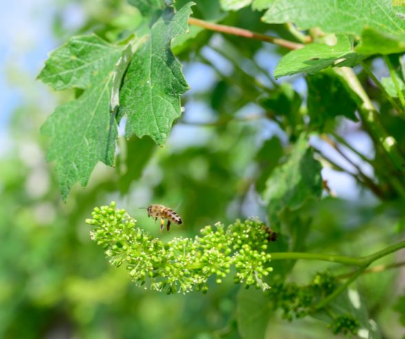 Vine pollinator bees