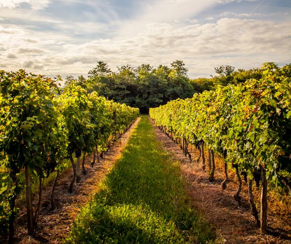 Weed control in the vineyards