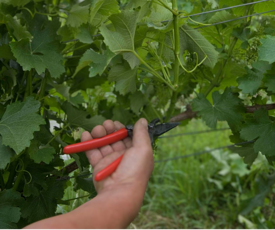 Green prunning of vines