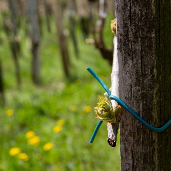 New vine shoots | Bodegas Costers del Sió
