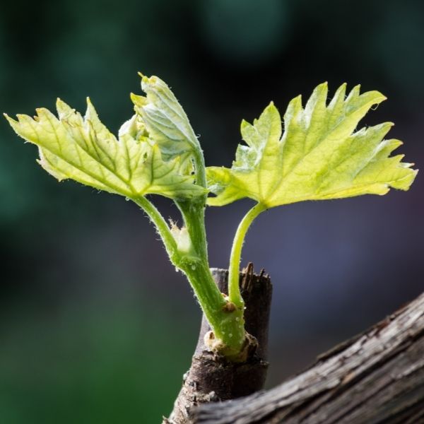 First shoots of the vine in spring | Bodegas Costers del Sió