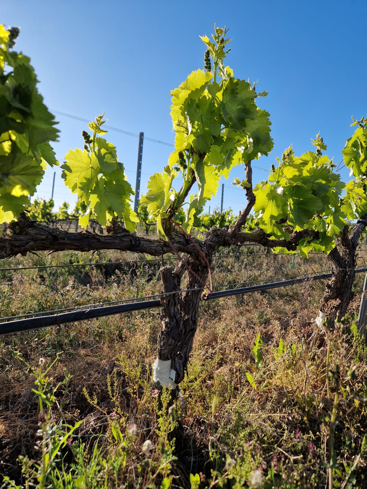 Viñedos en primavera | Bodegas Costers del Sió