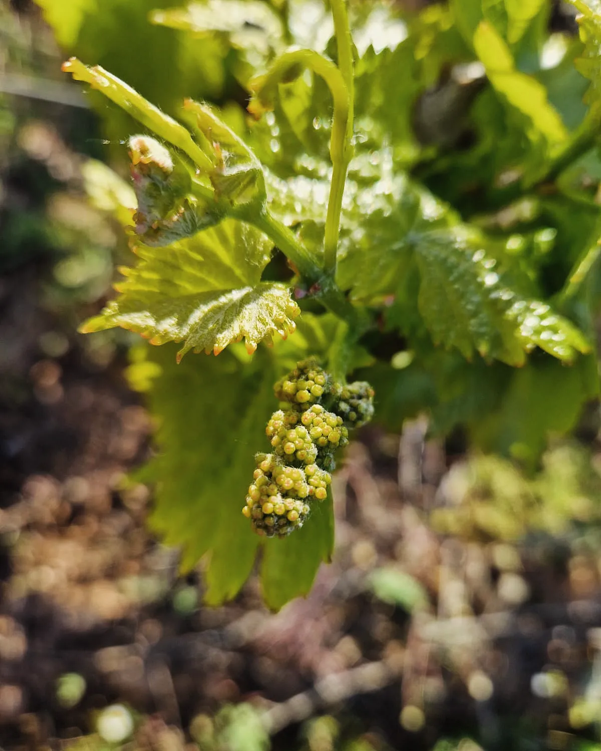 Inflorescències de la vinya | Celler Costers del Sió | DO Costers del Segre