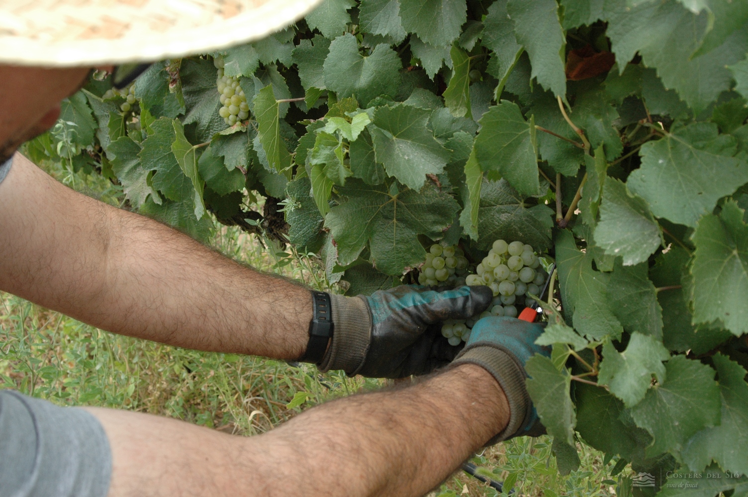 Inici de la campanya de la verema 2017 a Costers del Sió