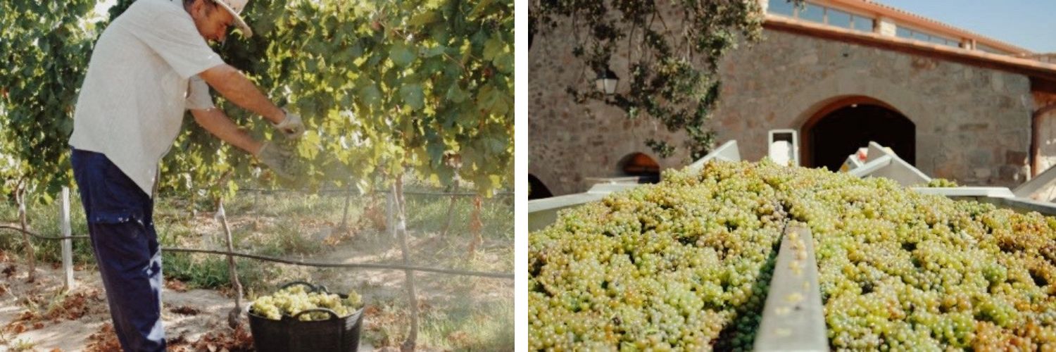 White wines of distinction.jpg