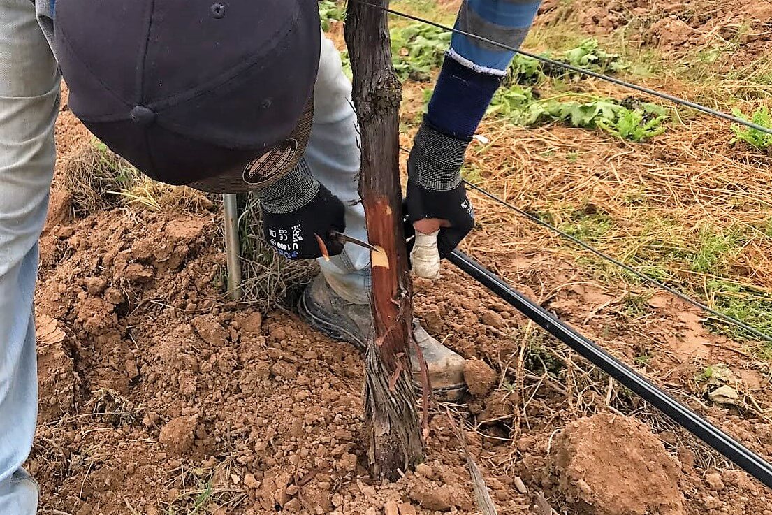 Shield budding vines Step 2 | Costers del Sió Winery