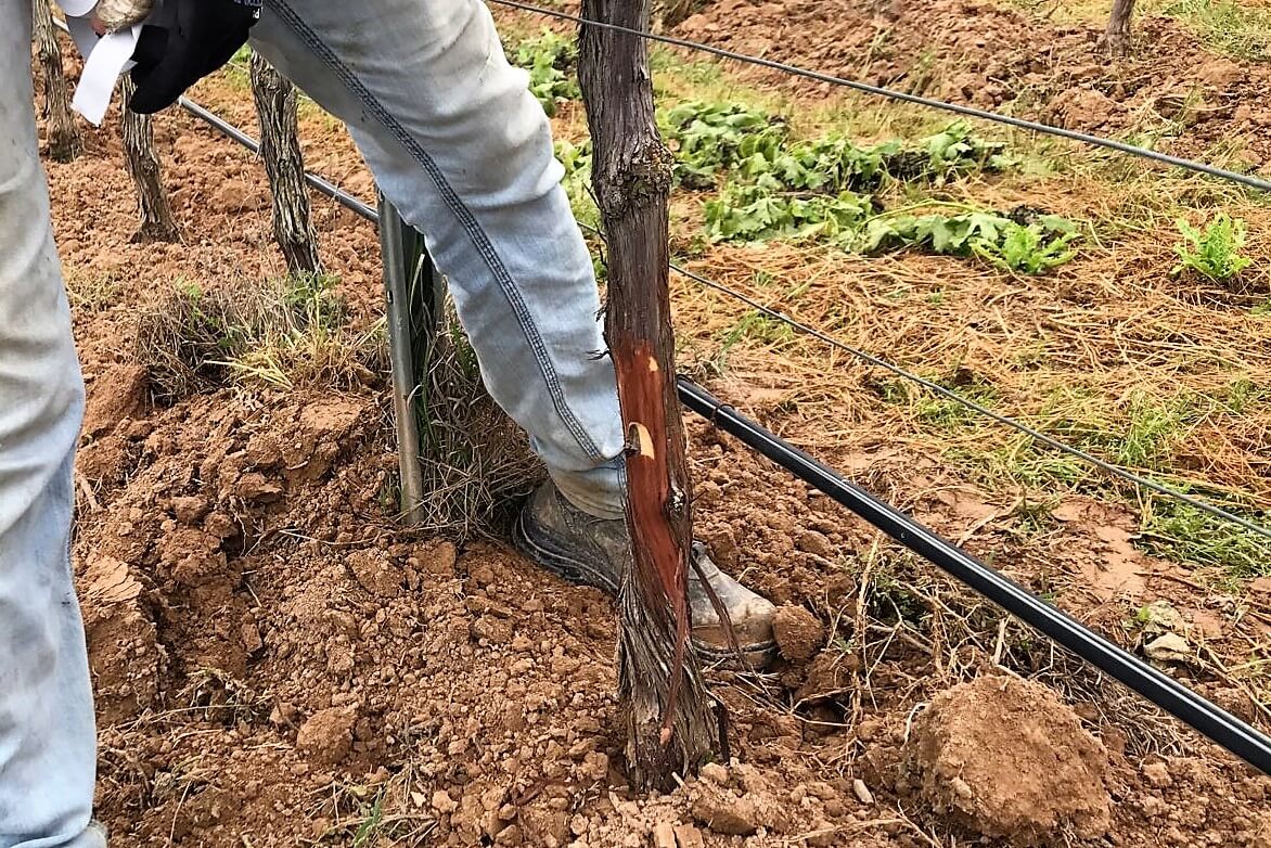 Shield budding vines Step 4 | Costers del Sió Winery