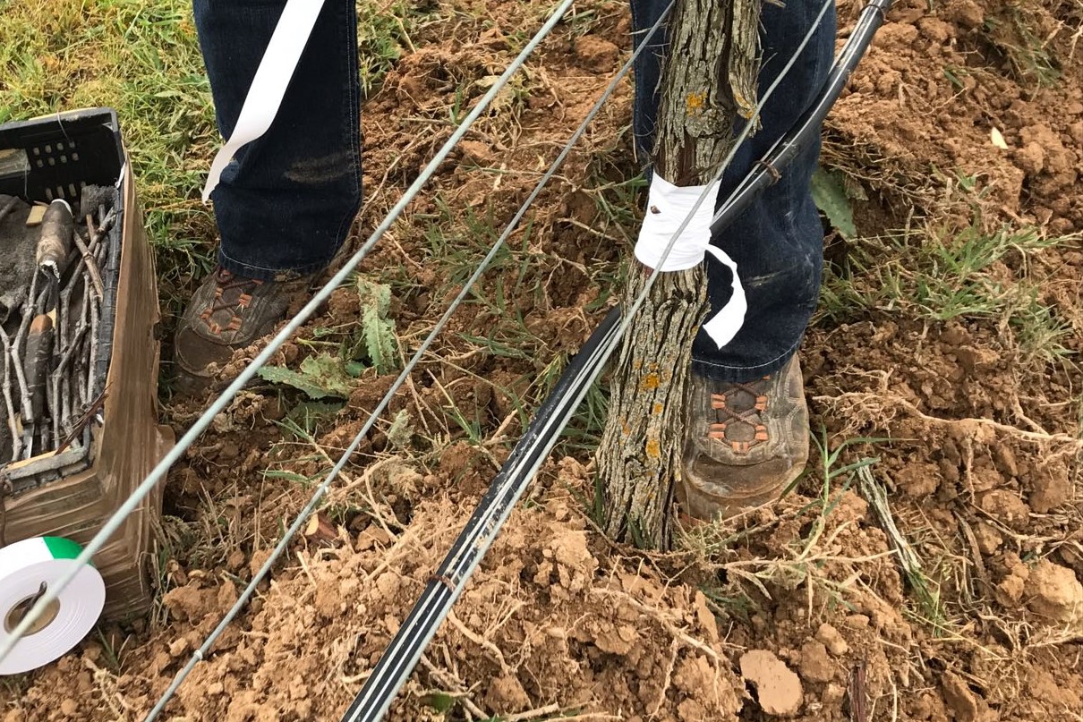 Shield budding vines Step 6 | Costers del Sió Winery