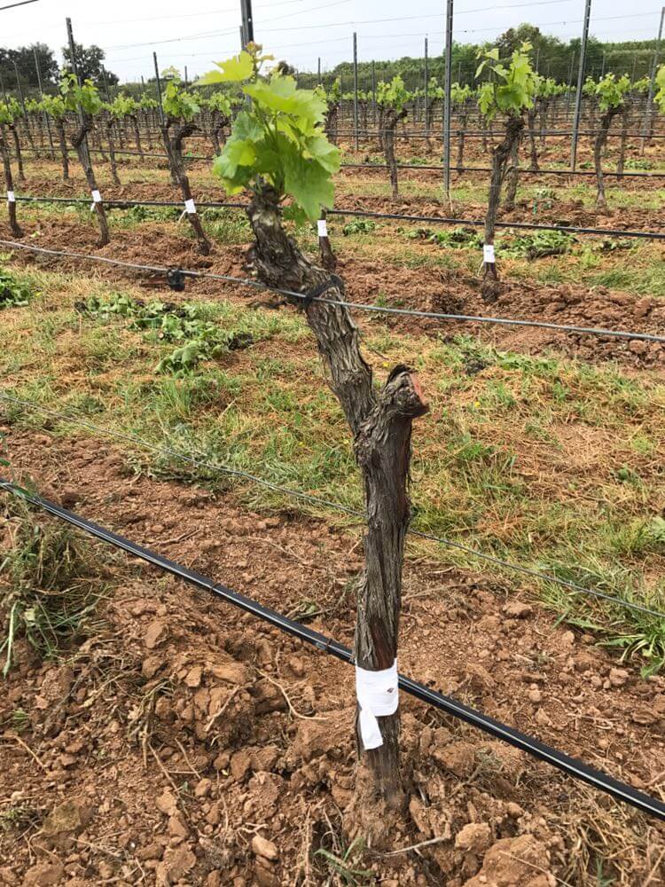 Shield budding vines Step 7 | Costers del Sió Winery