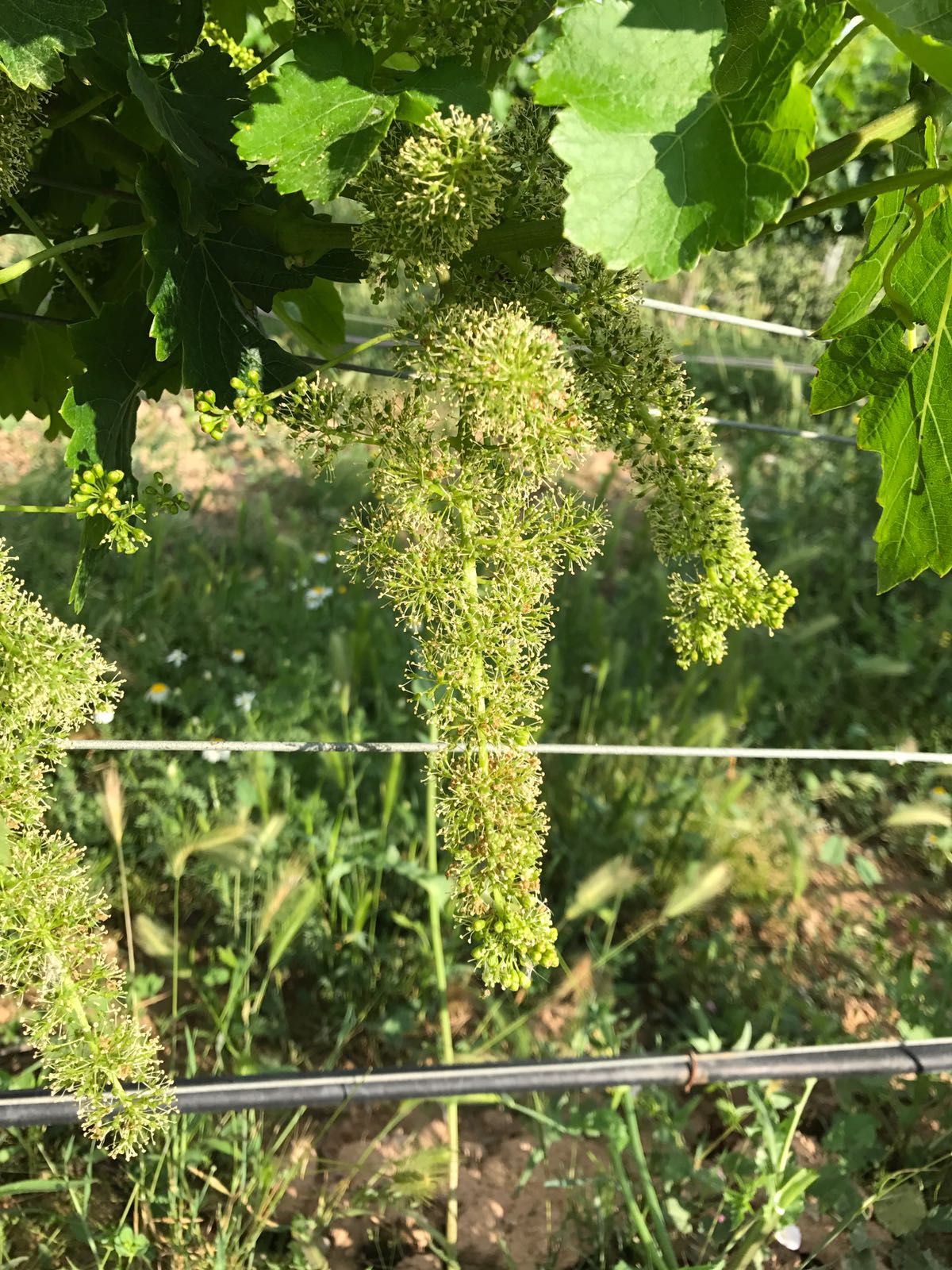 Flowering Strain