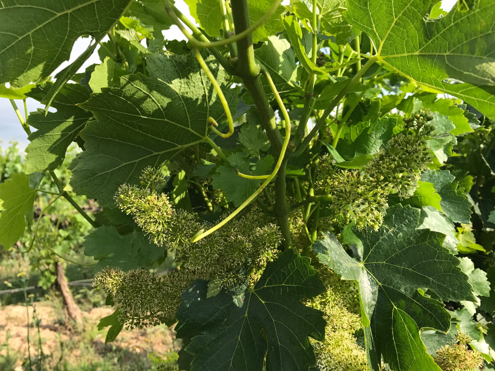 Floració vinya | Cellers Costers del Sió