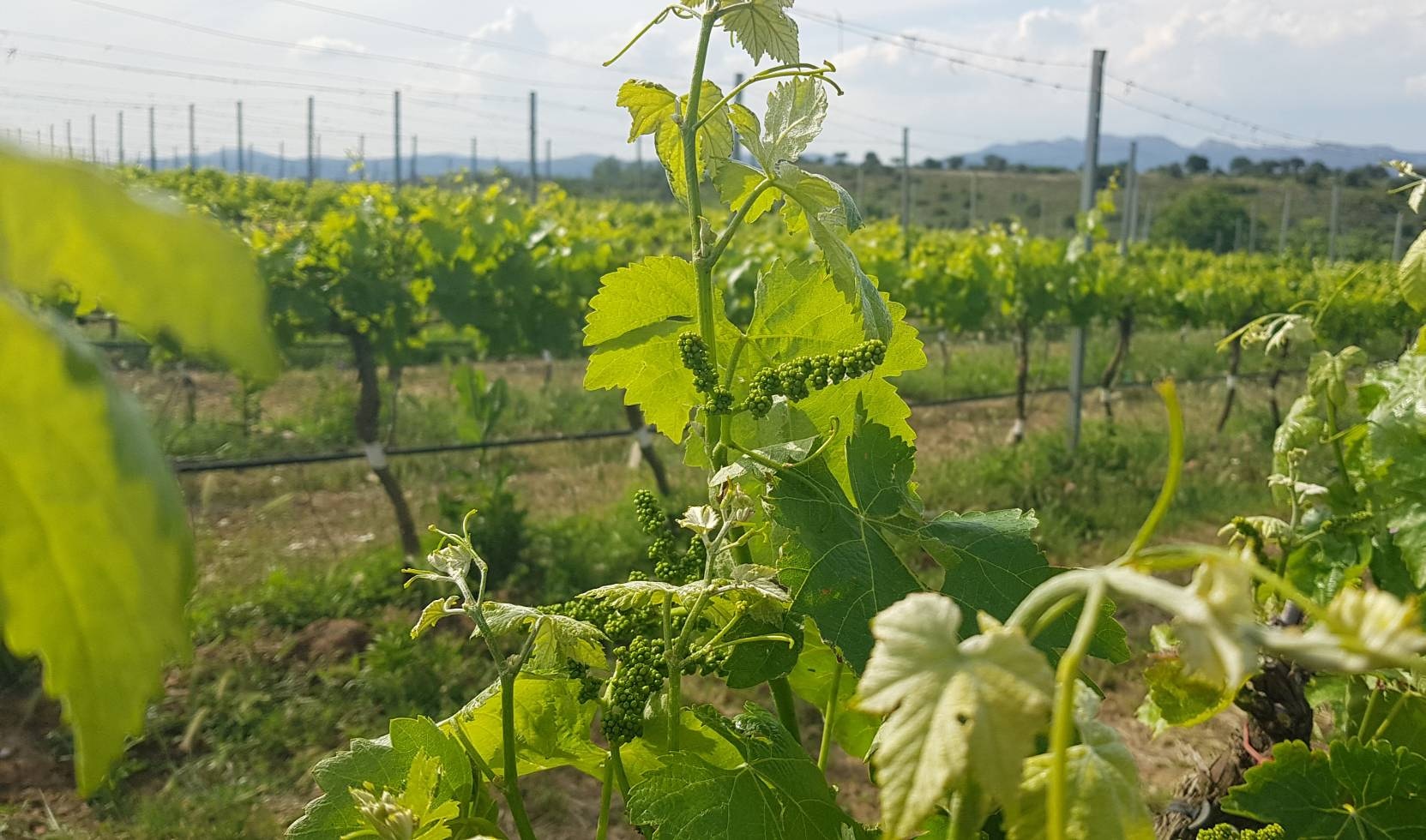 Inflorescencias viña | Bodegas Costers del Sió