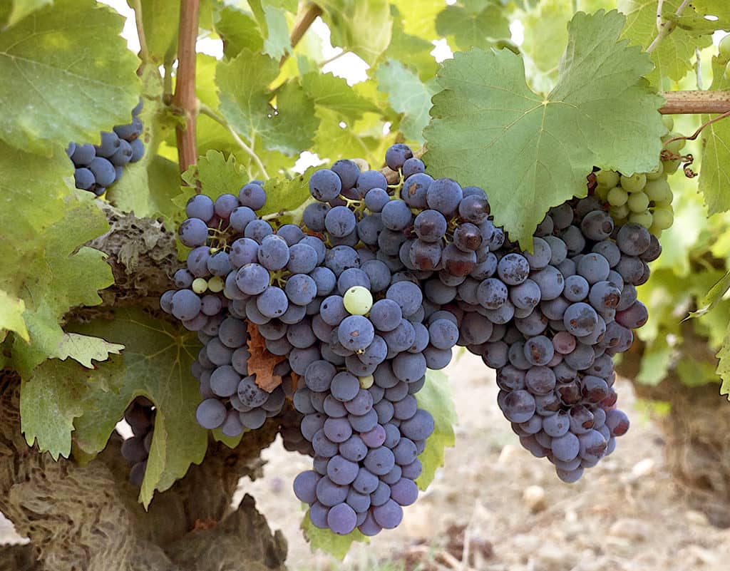 garnacha-autochthonous-grape-variety