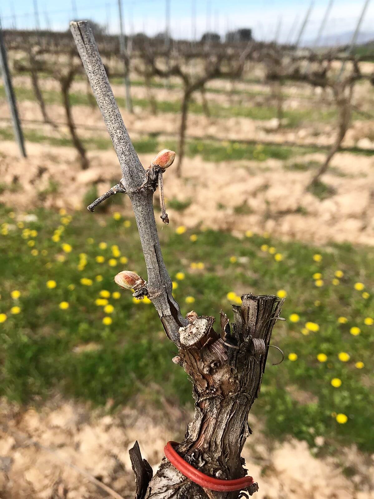 Chardonnay vine | Sprouting  