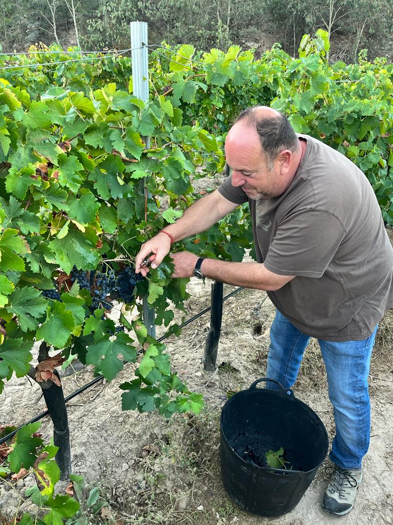 Manual harvest at Costers del Sió | Jose Maria Porcioles