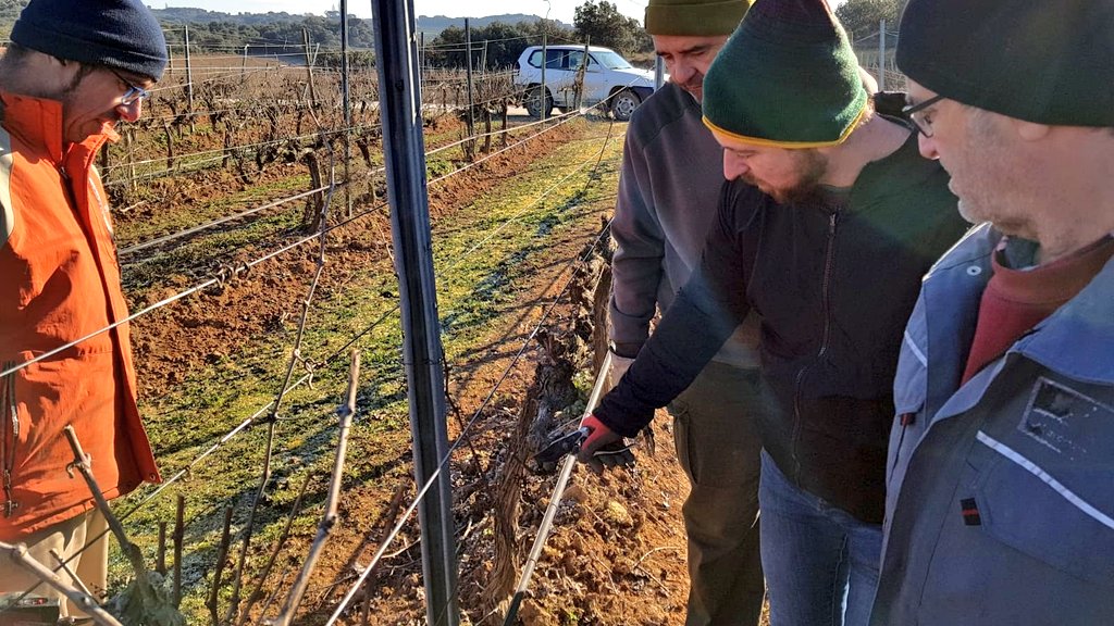 Winter vine pruning