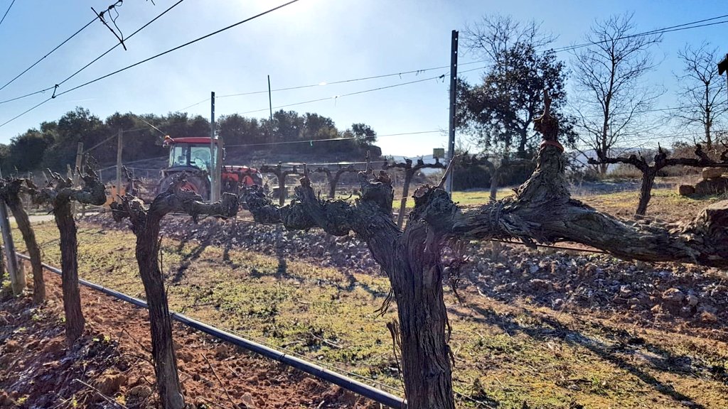 Poda de la vinya: Formació en cordon Royat doble