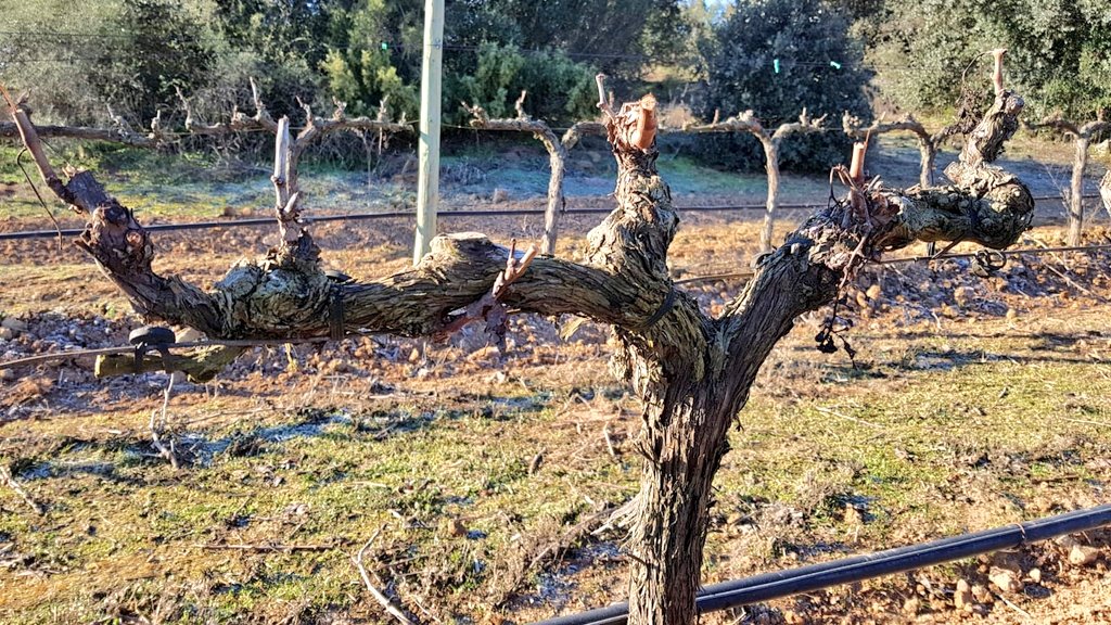 Esporga de la vinya: Formació en cordon Royat doble