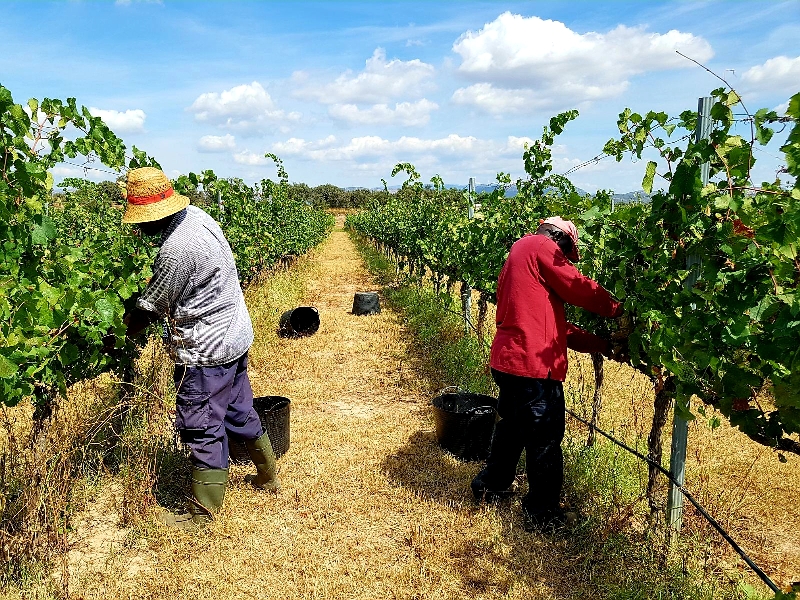 Harvest 2018 | Manual Vintage | Costers del Sió Winery