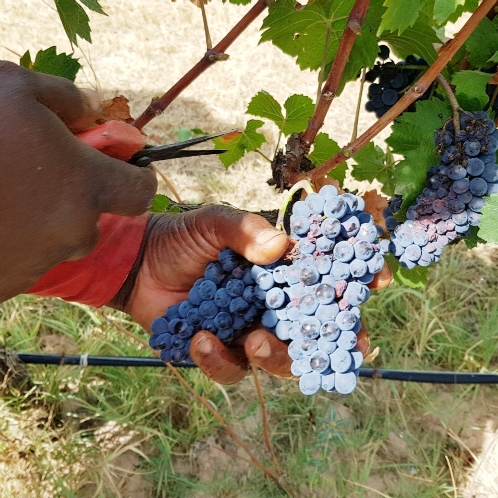 Harvest 2018 | Pinot Noir | Costers del Sió Winery