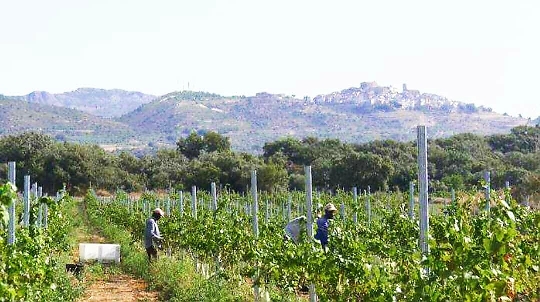 Harvest 2018 | Vineyards | Costers del Sió Winery