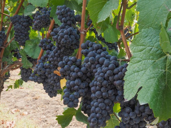 Clusters of Pinot Noir grapes in the vines | Costers del Sió | DO Costers del Segre