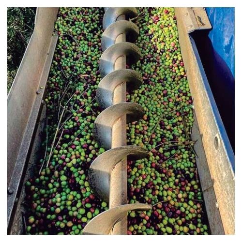 cultivo Condiciones de cultivo de la oliva Arbequina