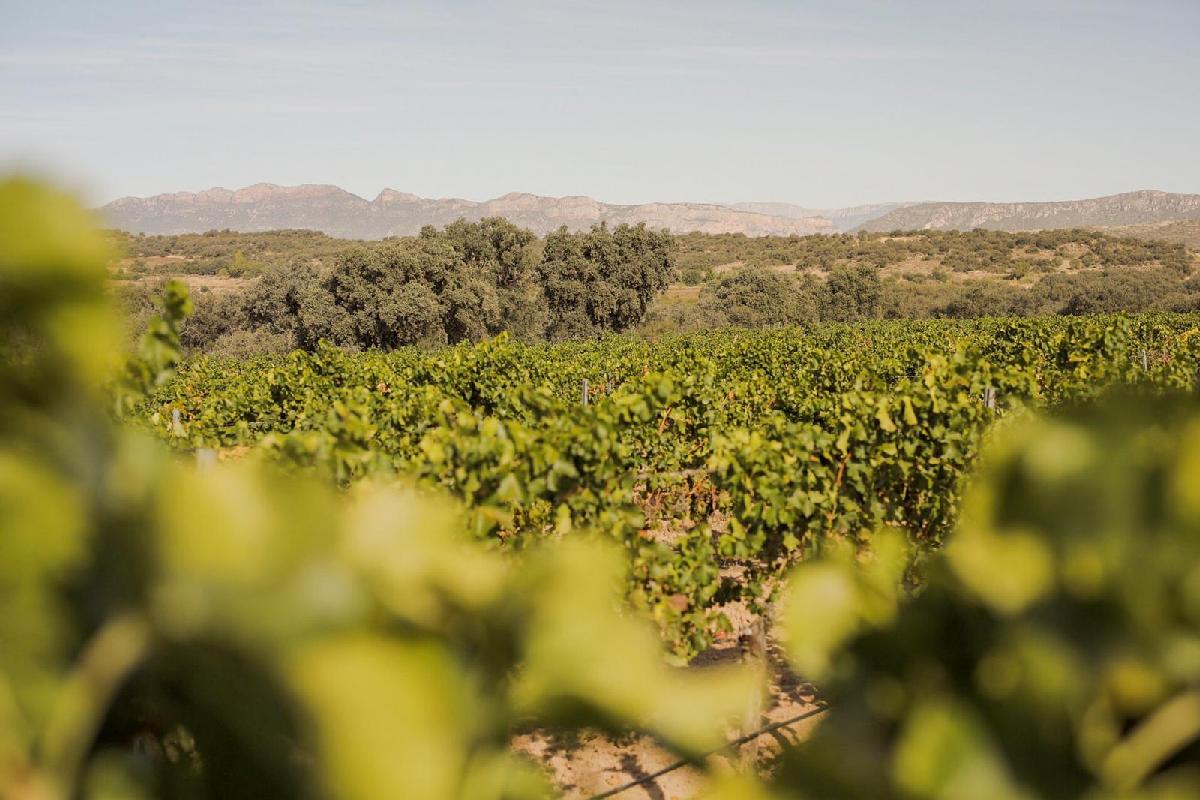 Viñedos Finca Flix - Bodegas Costers del Sió
