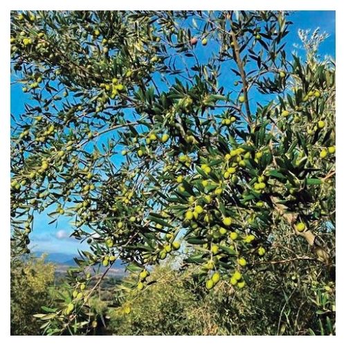 sabor Sabor del aceite de oliva virgen extra